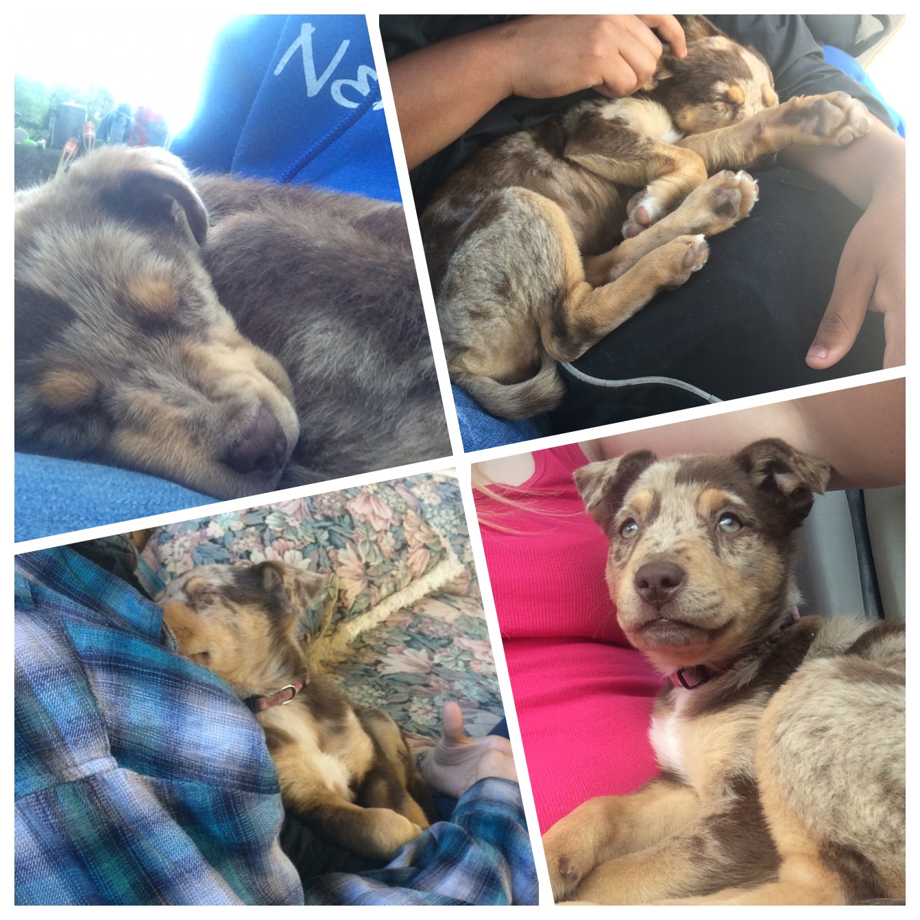 Tesla was such a cuddle bug. We couldn't get enough of her! 
