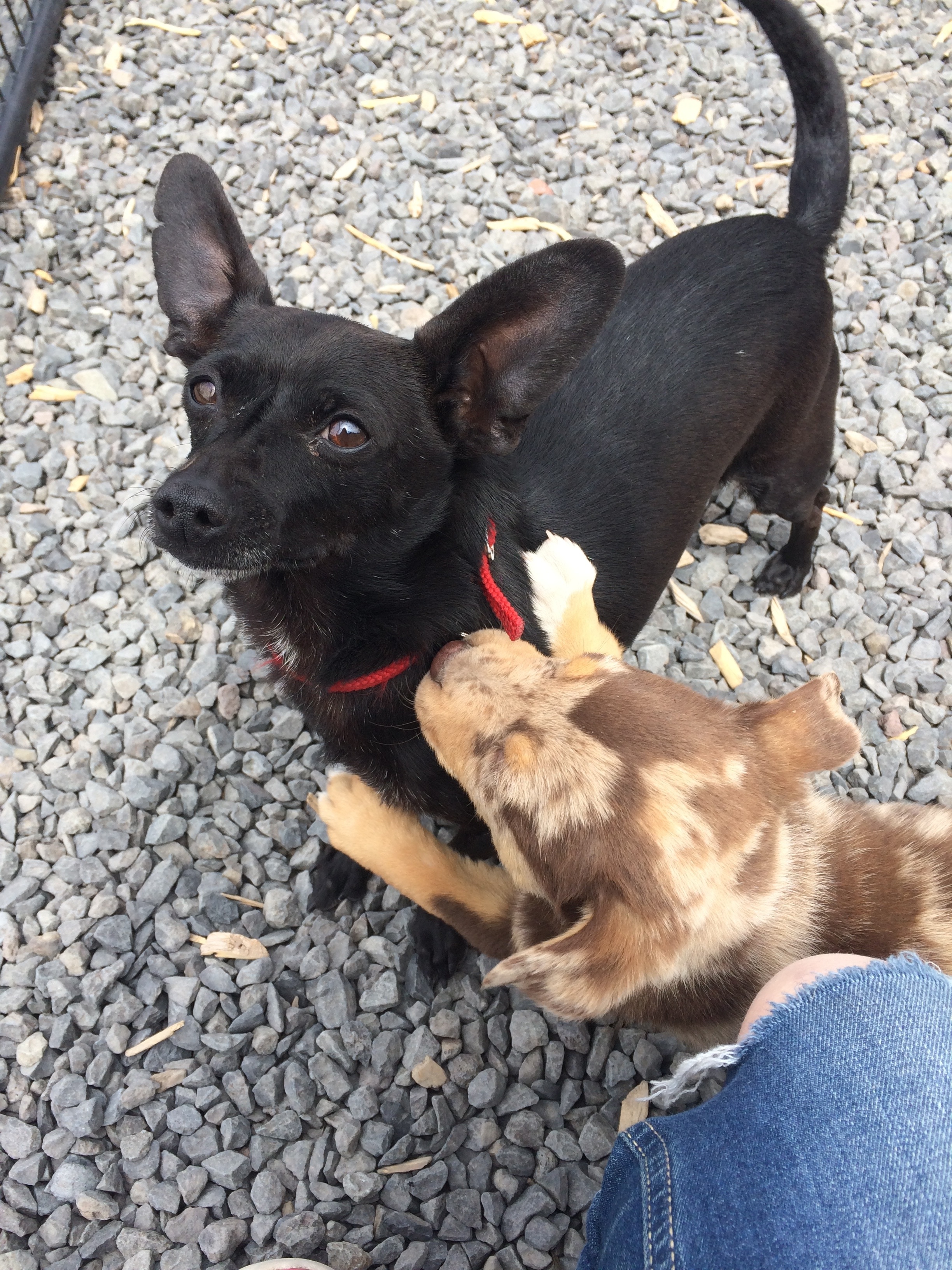 The first dog Tesla met besides her mother and siblings. This is Mickey, he loves puppies and is current on his vaccinations. Therefore, I knew it was safe to introduce them. 
