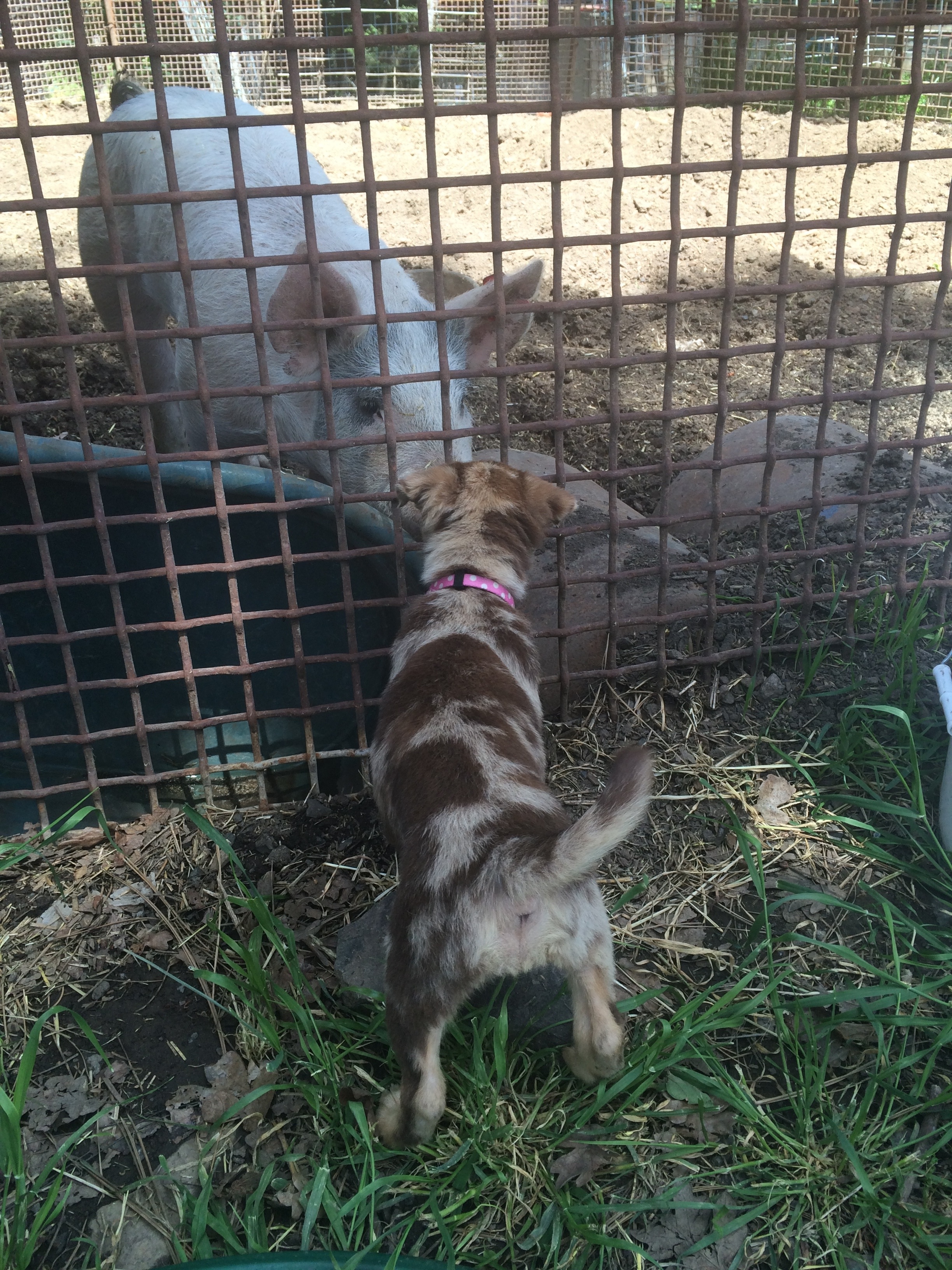 Her first pig encounter! 