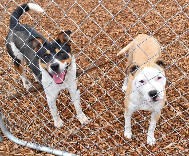Having your dogs play in the safety of your yard is a great option! 