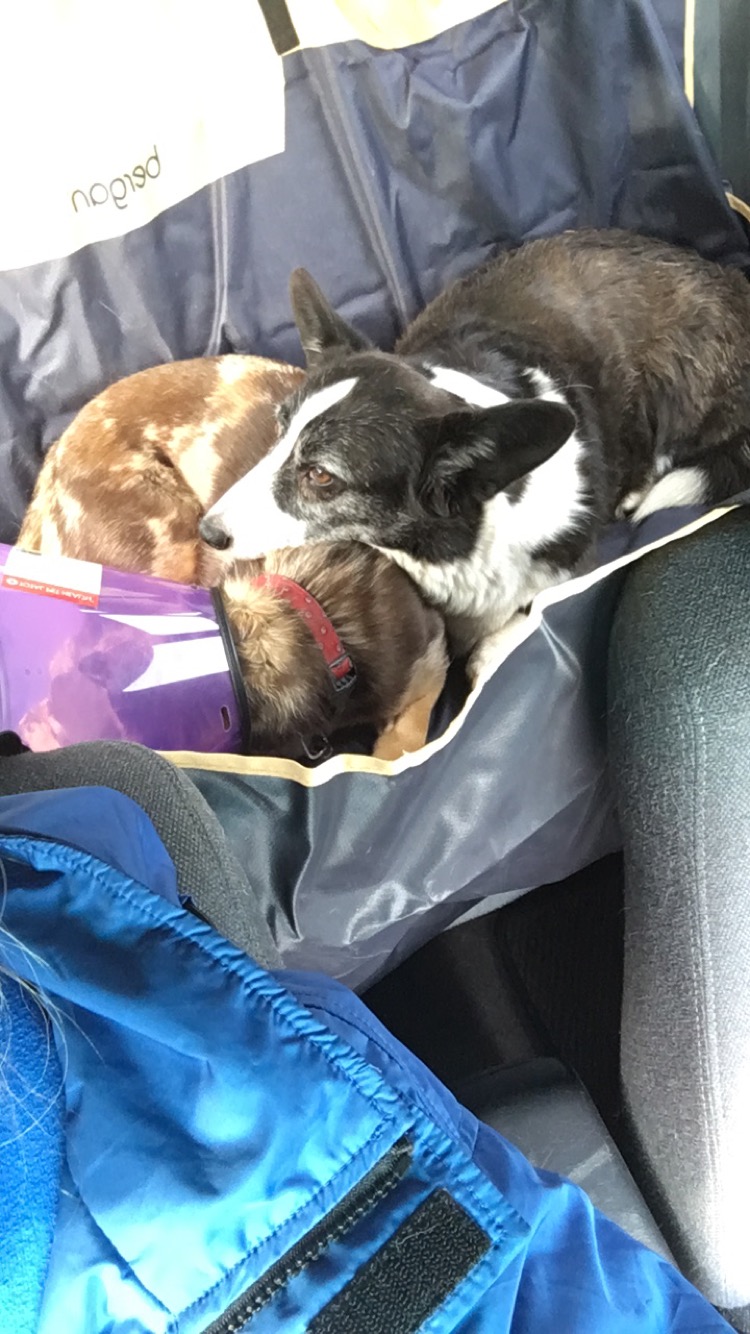 The girls cuddling and enjoying the new seat cover. 