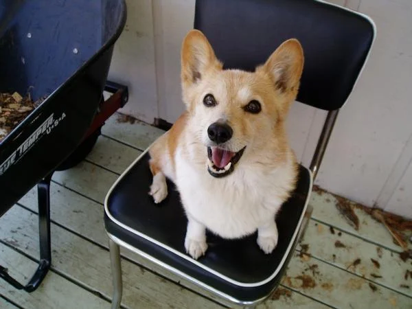 My first dog Dyna!
