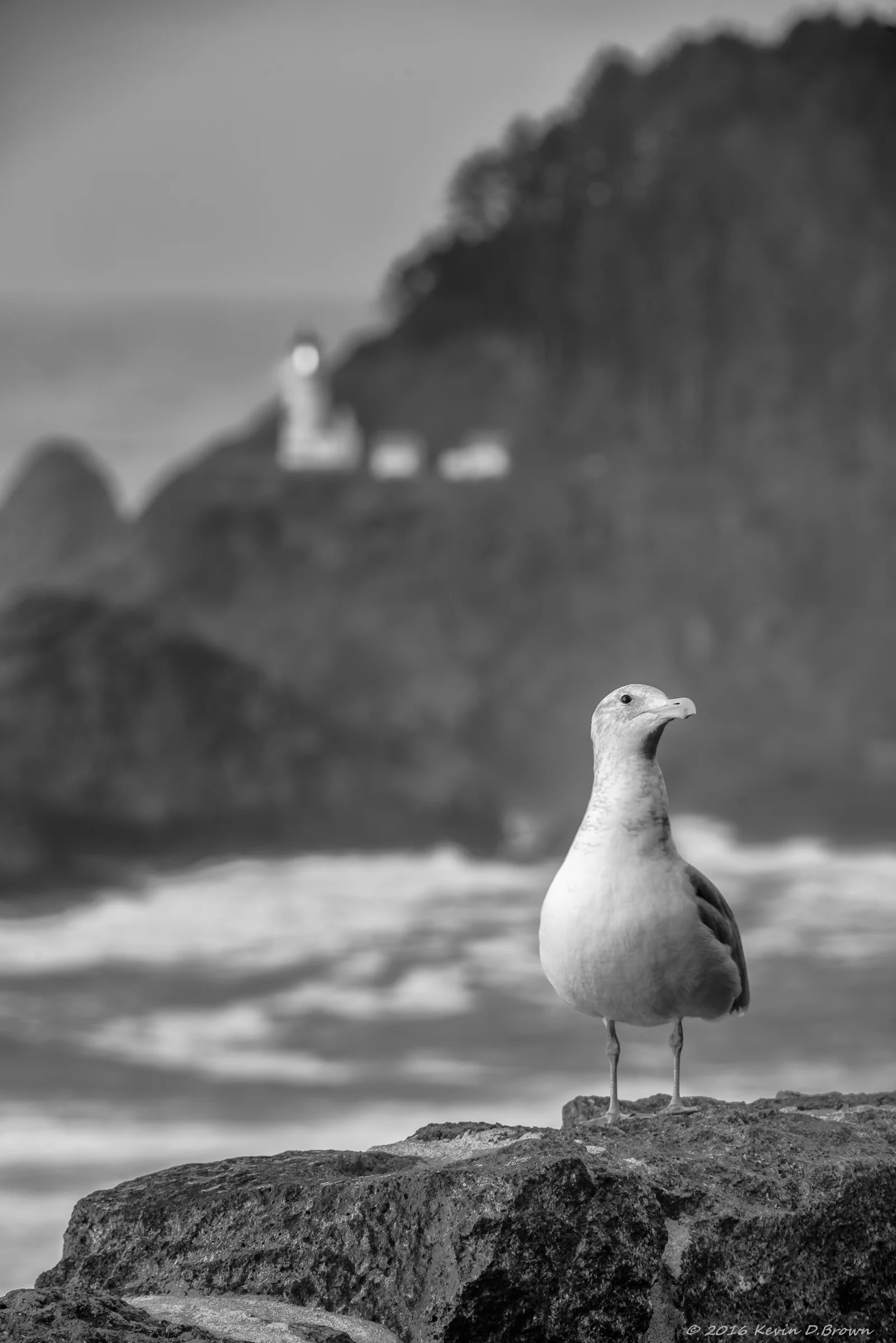 20161203_KDB6872-Edit.jpg