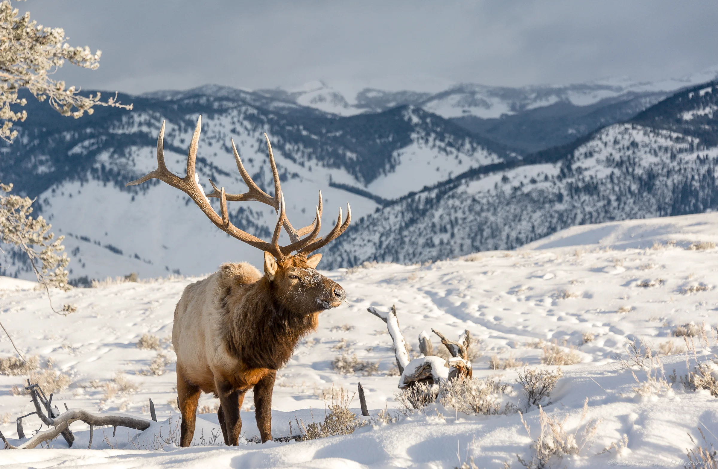 Yellowstone National Park
