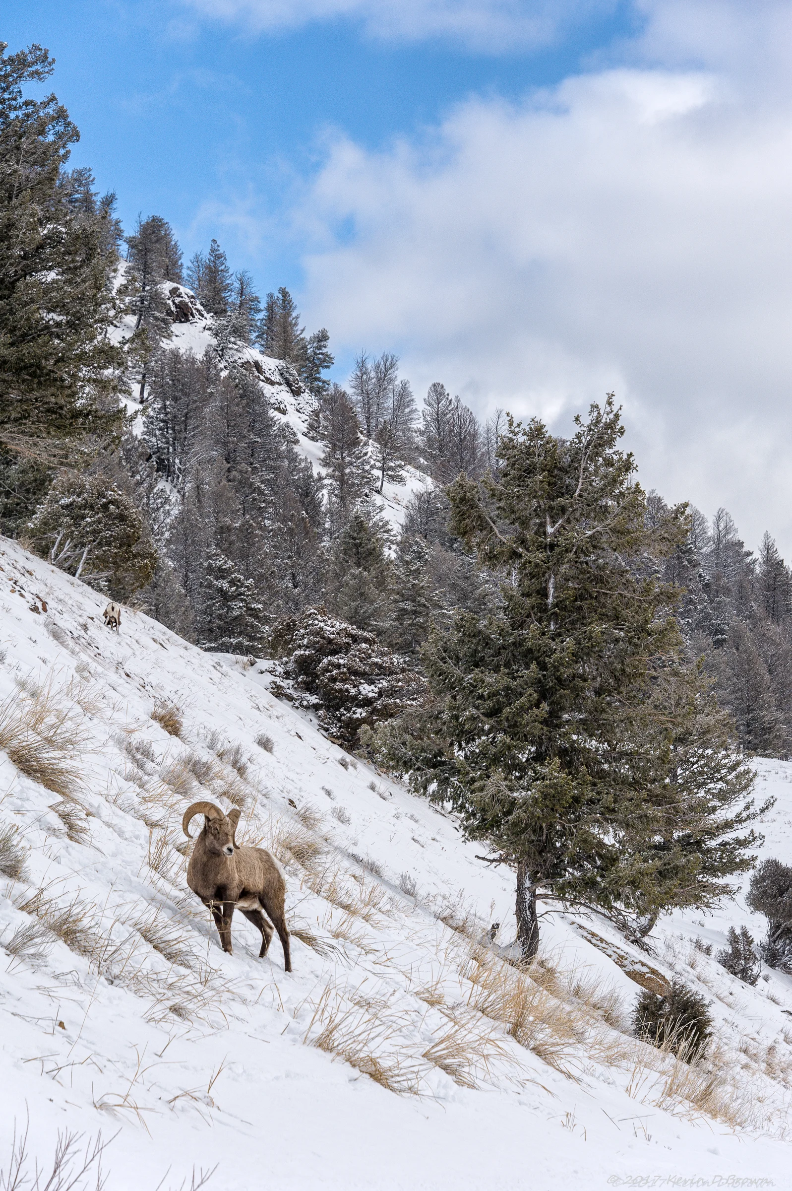 Yellowstone National Park