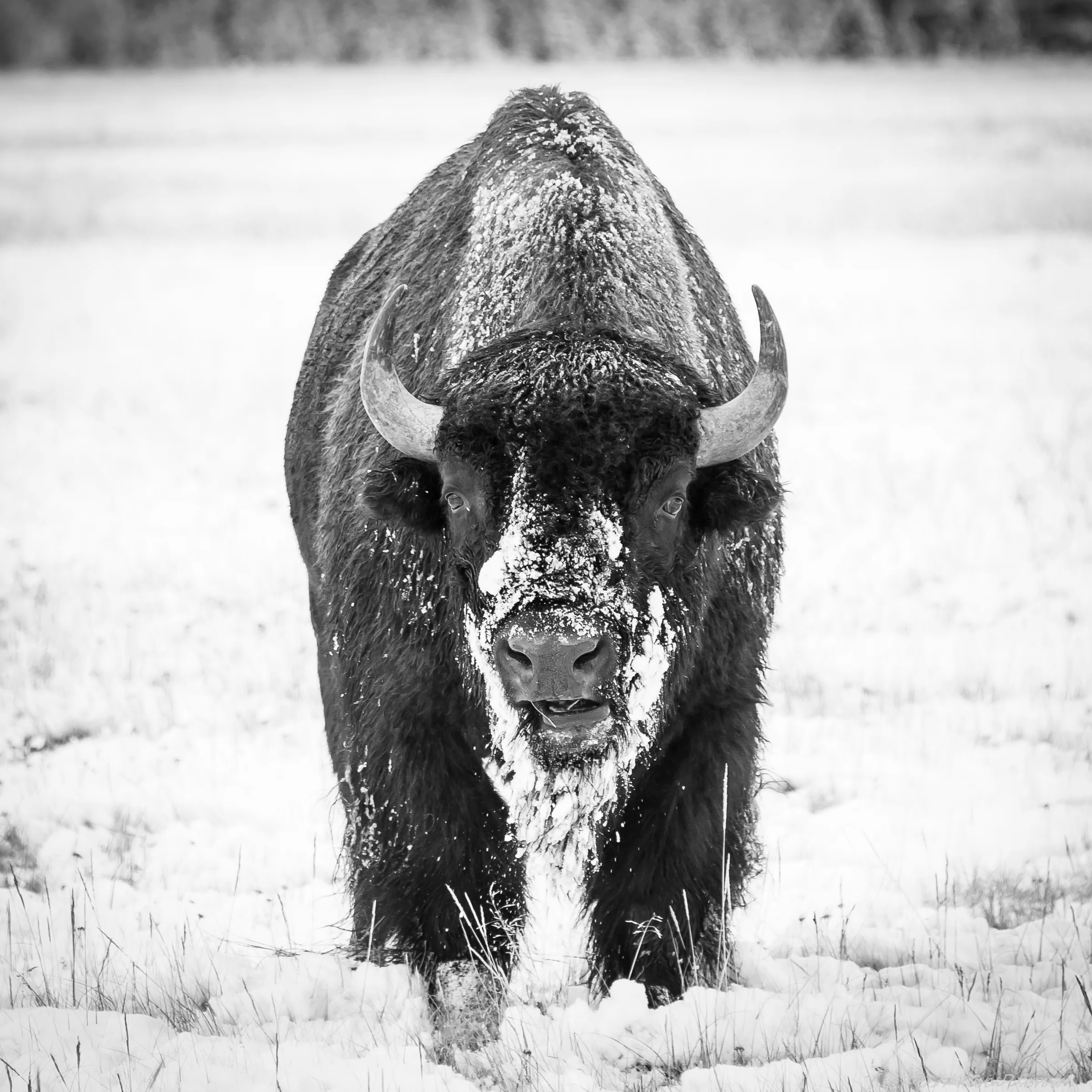 Yellowstone National Park