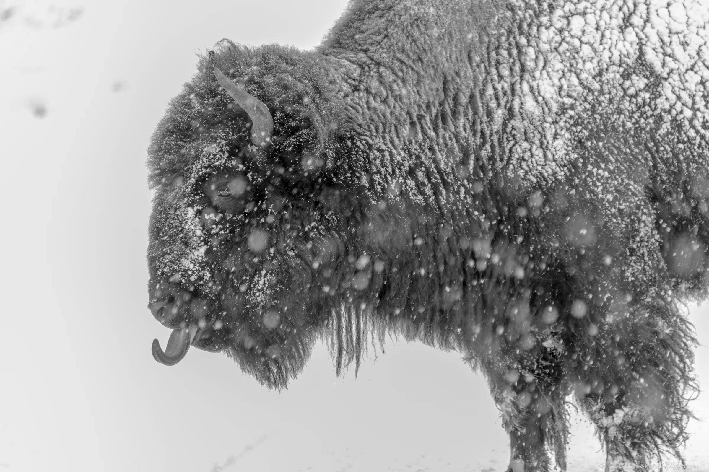 Yellowstone National Park