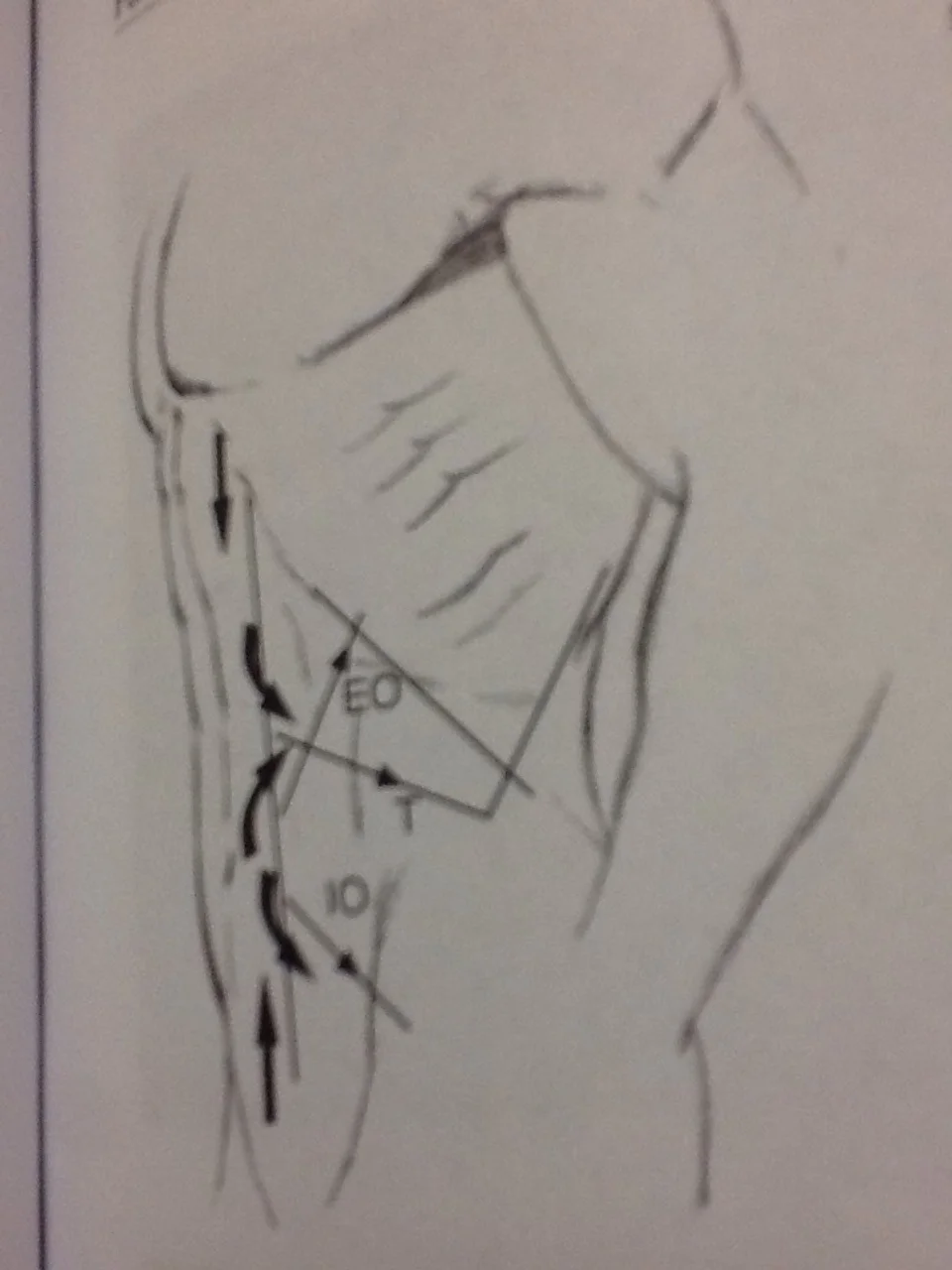 Muscle fibre orientation of the internal and external obliques