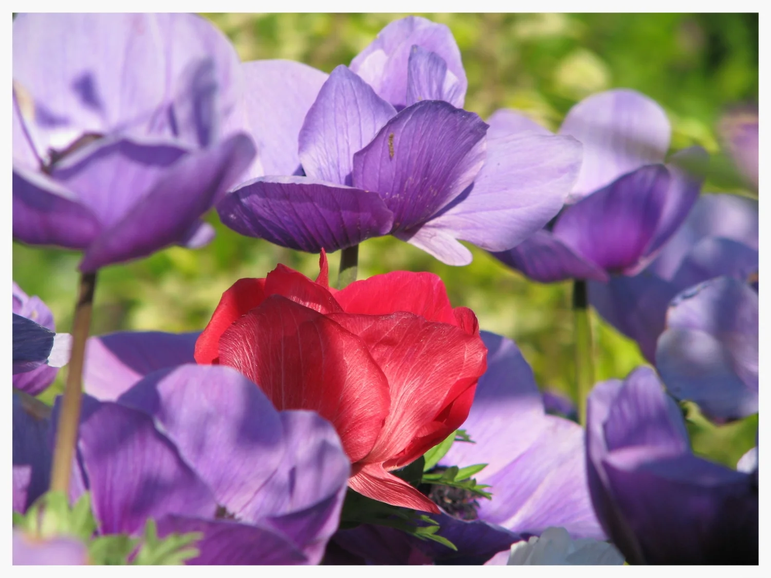flowering anemone.JPG
