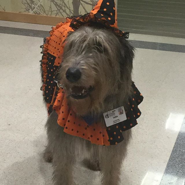 Met an Irish wolfhound named Tara Colleen yesterday. She is all set for the holiday! #therapydog #valleyhospital #readyforhalloween