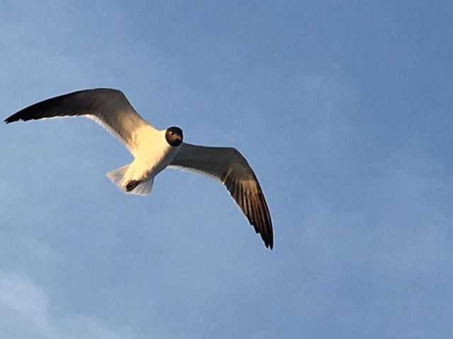 Should we call him Jonathan? Cape May sunset cruise