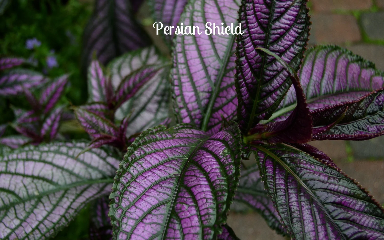 Persian shield.JPG
