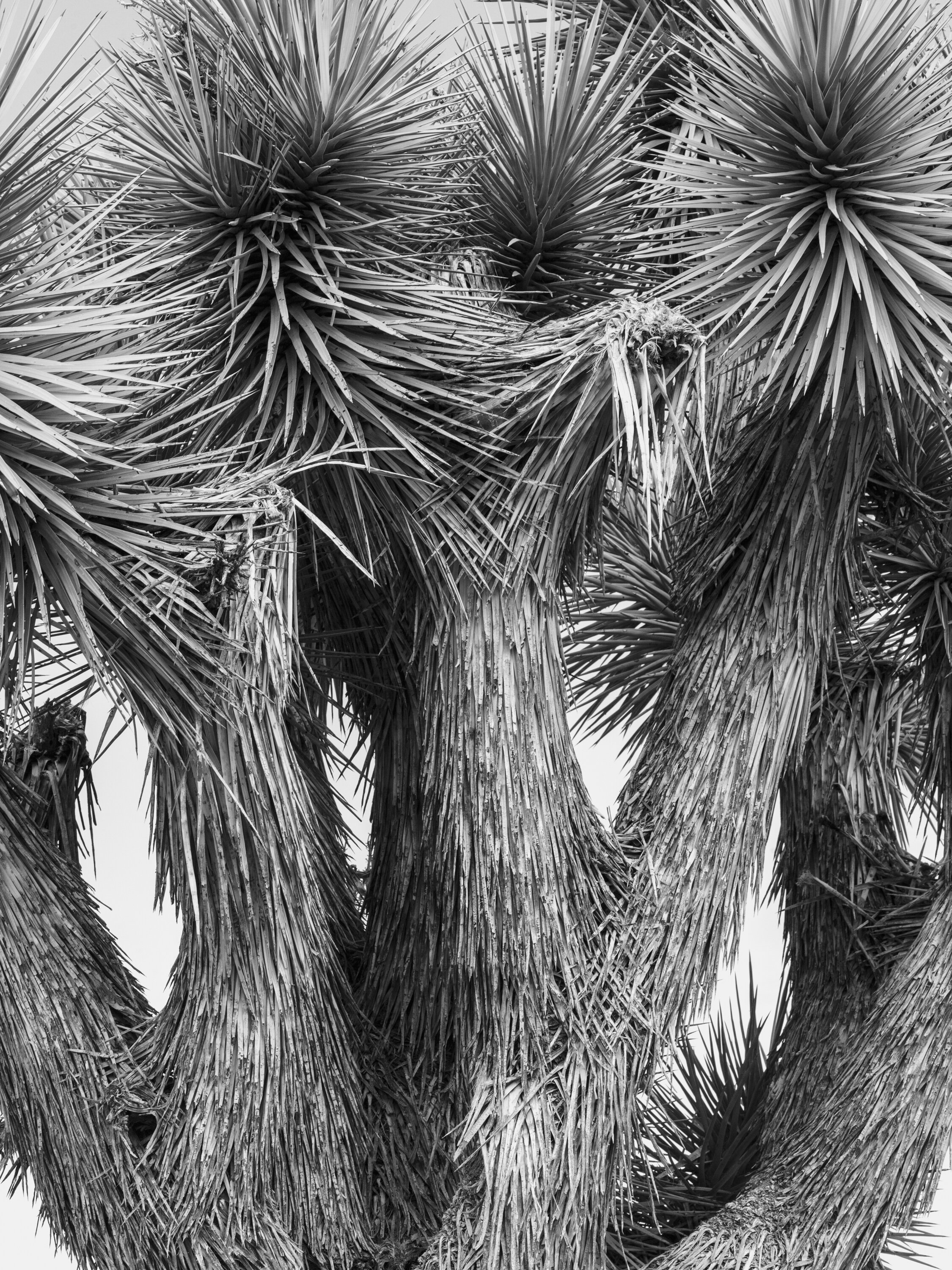  Joshua Tree, abstract 