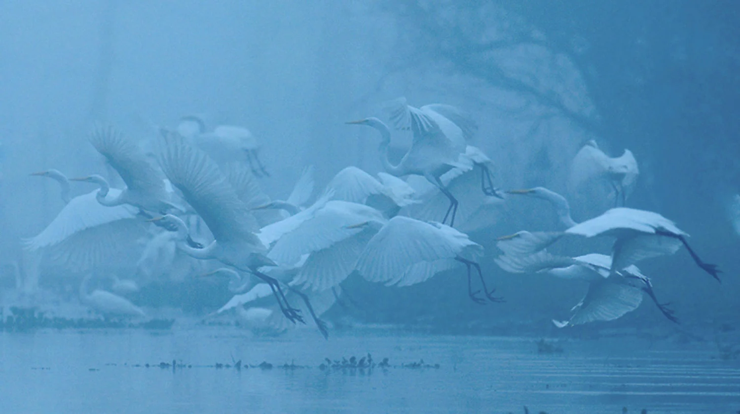 c1-Egrets-in-Fog-from-mack.jpg
