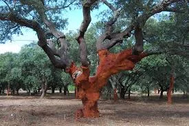 sobreiro sem cortiça.jpg