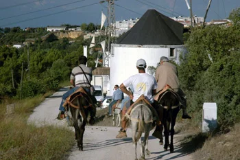 A cavalo do burro.gif