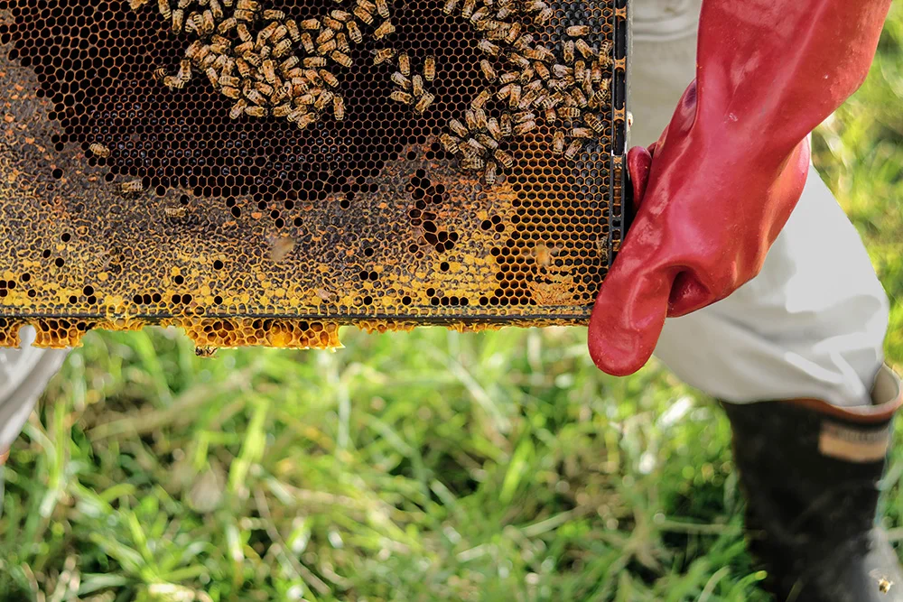 singulartrips-HONEY-EXPERIENCE01.jpg