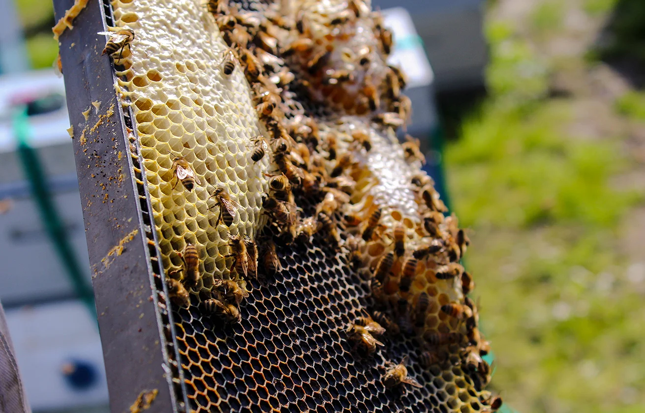 singulartrips-HONEY-EXPERIENCE.jpg