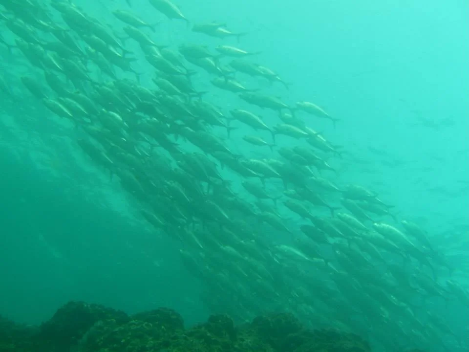 Costa Rica Dive.