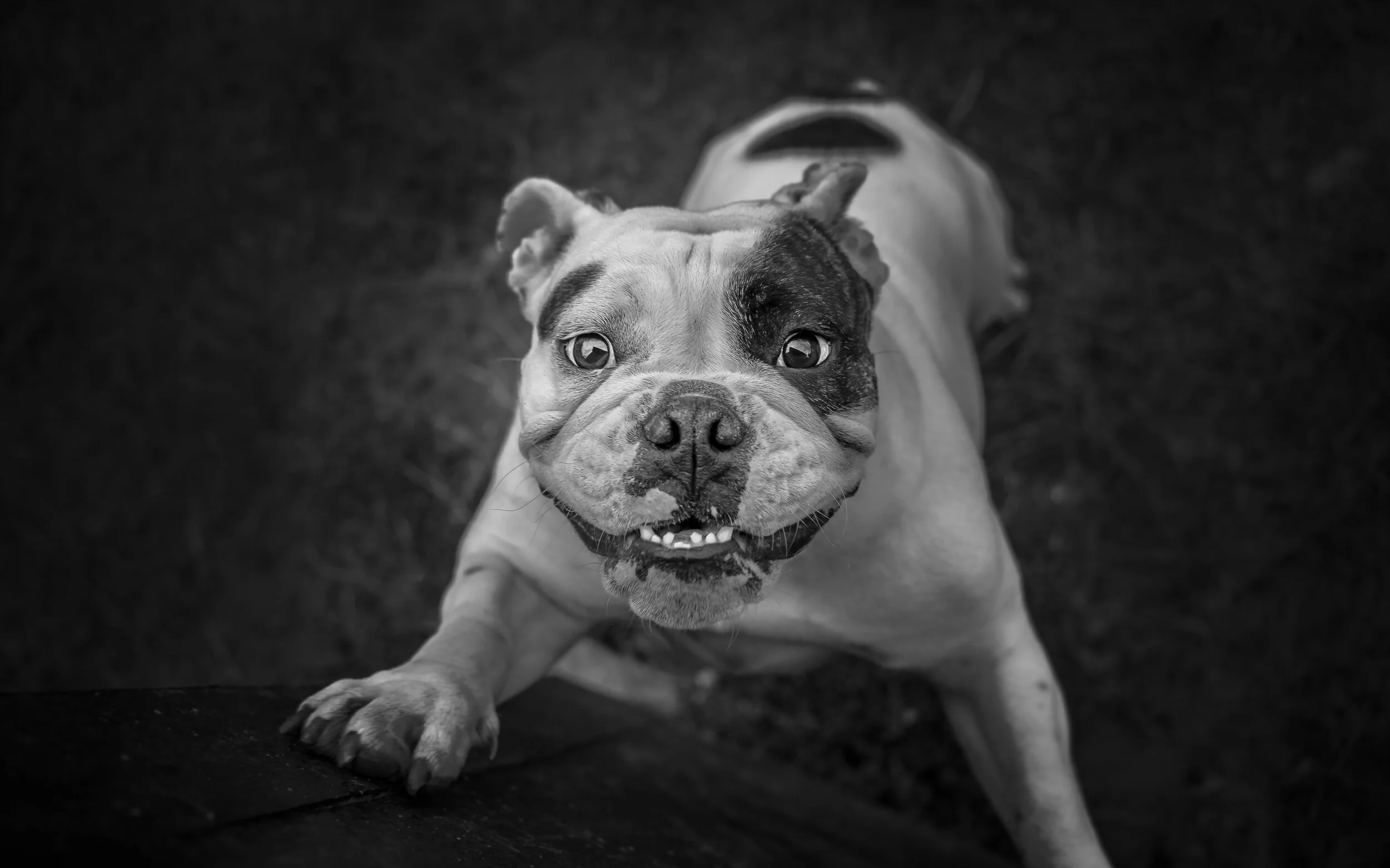 Dollarphotoclub_93657591.jpg
