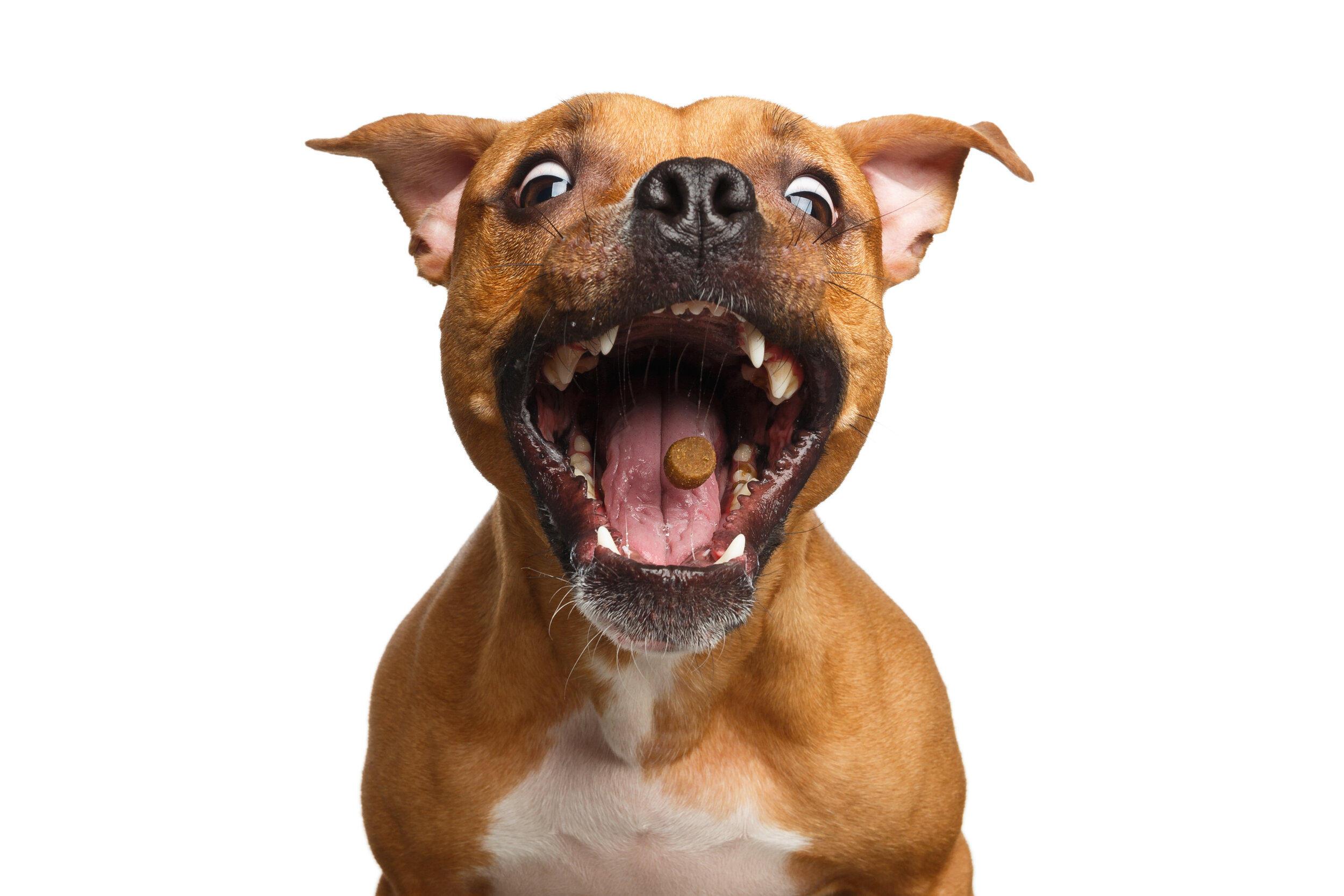 hepar sulph for dogs