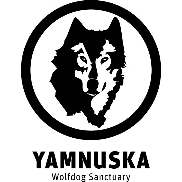 yamnuska wolfdog.jpg