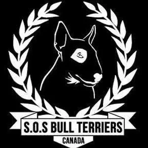 sos bull terriers.jpg