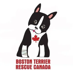 boston terrier.jpg
