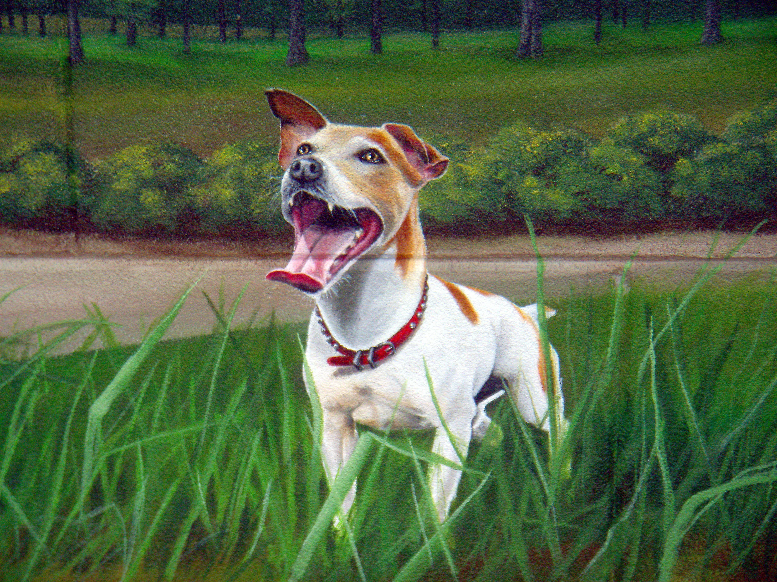 Rat Terrier