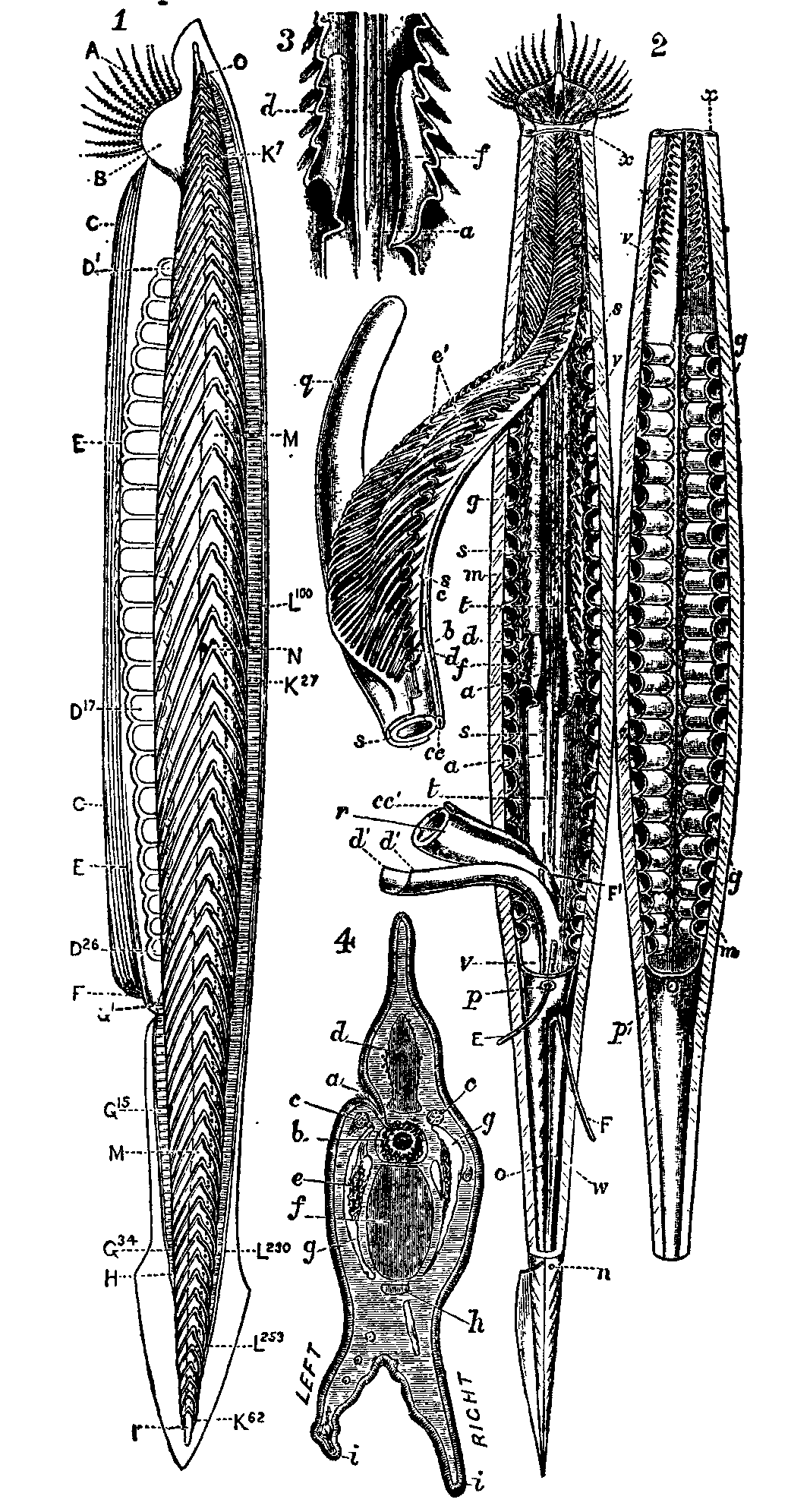 1911_Britannica_-_Amphioxus_lauceolatus.png