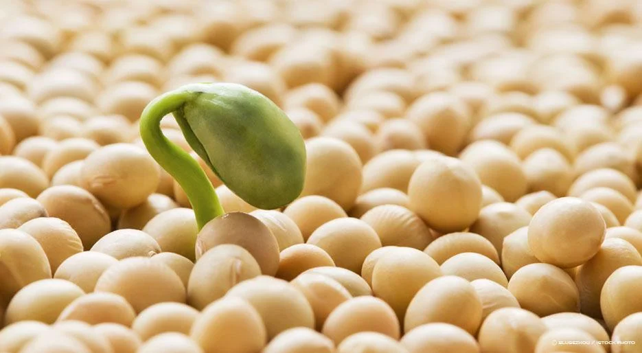 High Soy Diet Reduce Prostate Cancer Risk