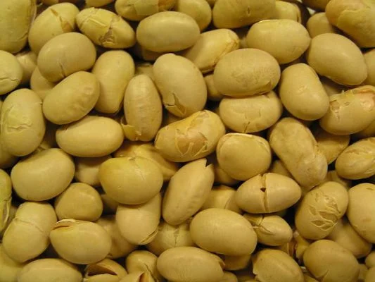High soy diet reduces risk of prostate cancer