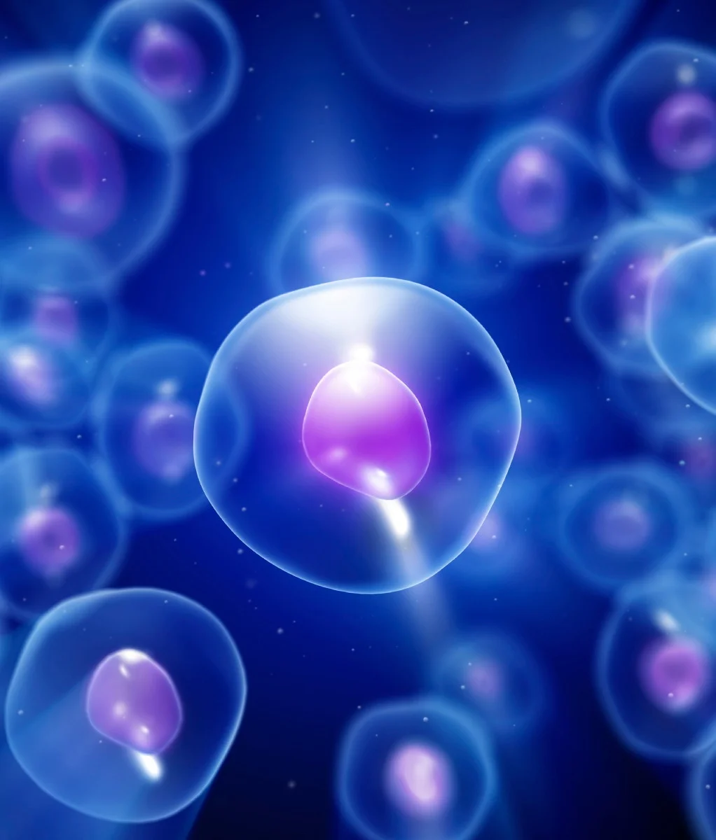 Stem cells: A fountain of youth?