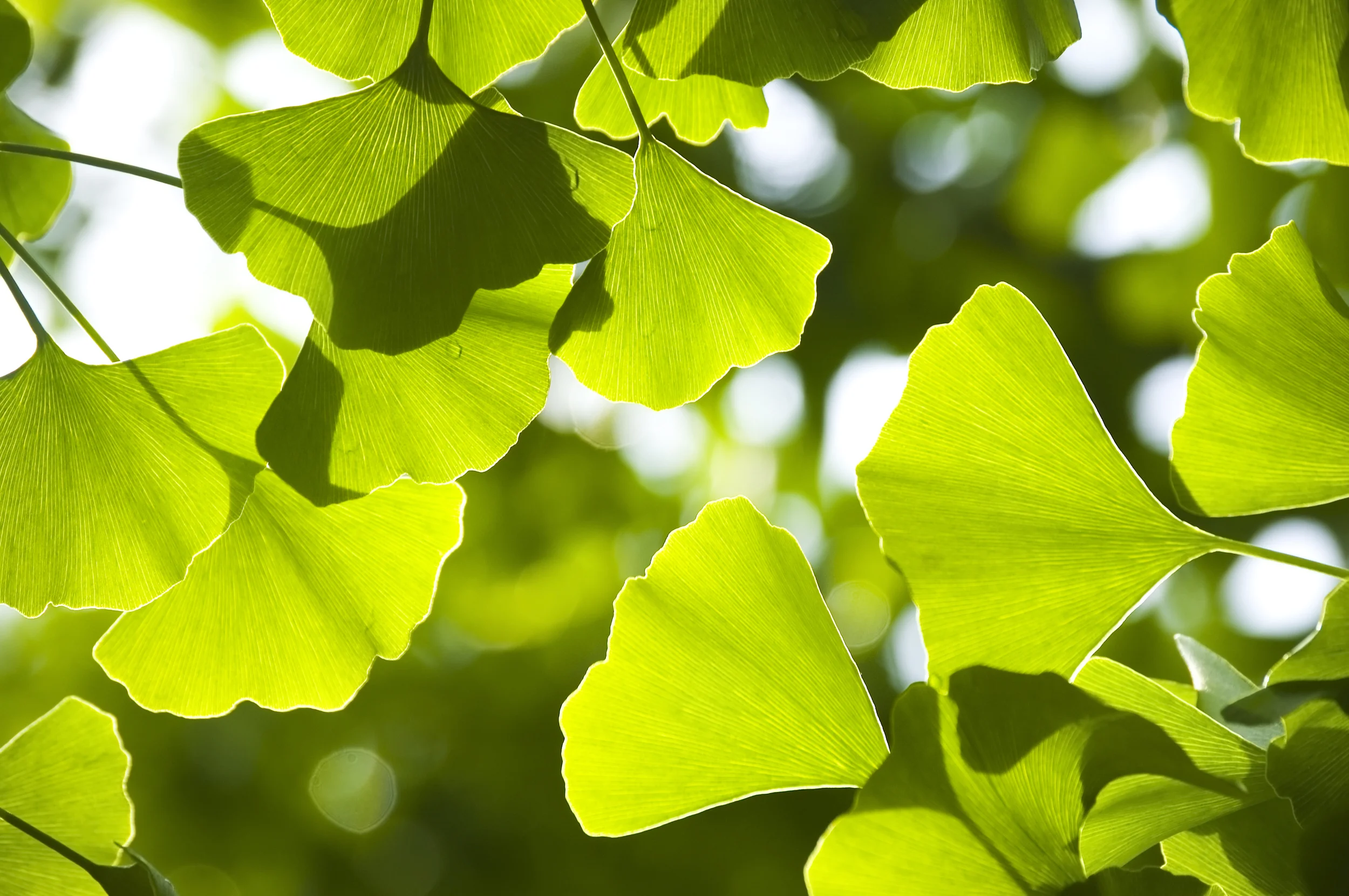 What you need to know about ginkgo biloba