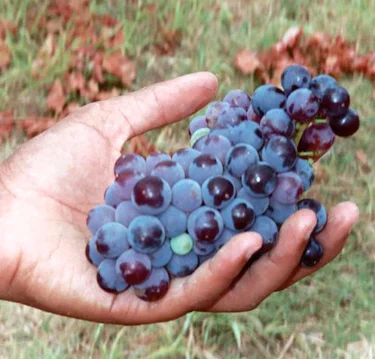 High-Pesticide Produce Causes Low Sperm Count