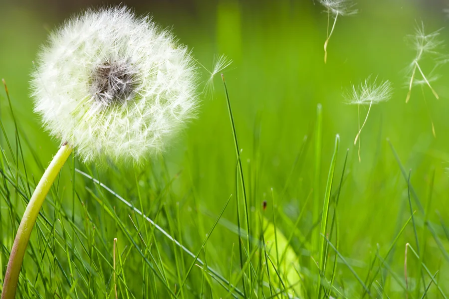 How to Avoid Allergies and Hay Fever