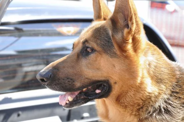 Dogs detect prostate cancer with up to 98% accuracy