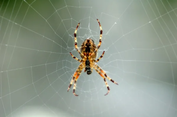 Scientists Target New Painkillers from Spider Venom