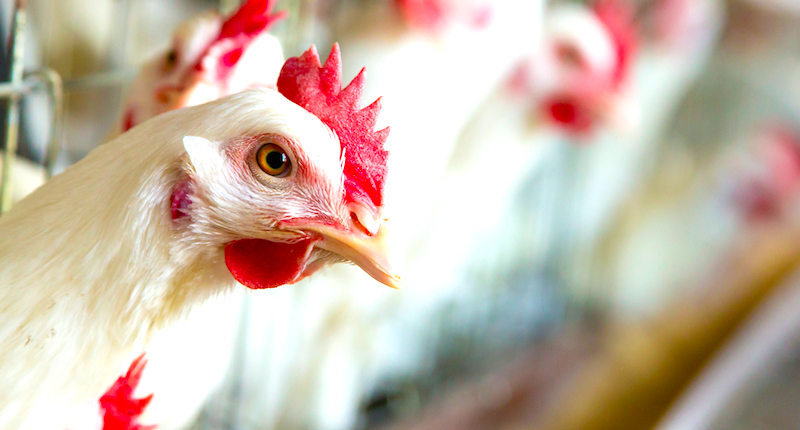Tyson Foods plans to cut human antibiotics in U.S. chicken flocks by 2017