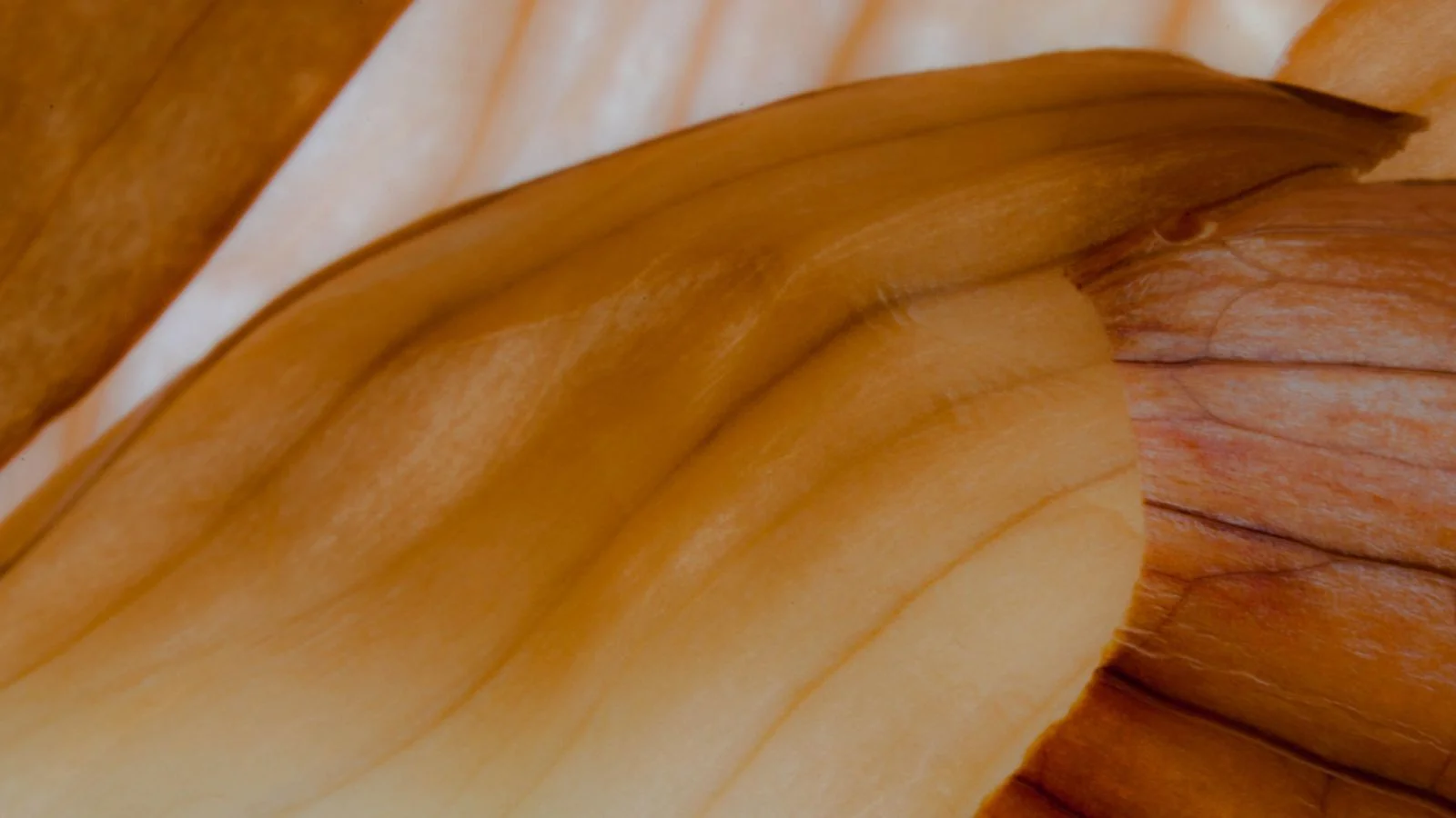 Artificial Muscles Made from Onion Skin and Gold
