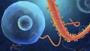 Ebola Survivors Should Use Condoms Indefinitely