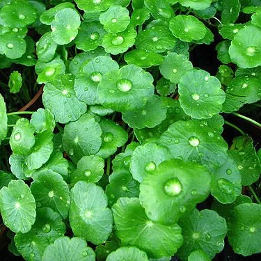 Thunder God Vine Chemical Causes Massive Weight Loss in Mice