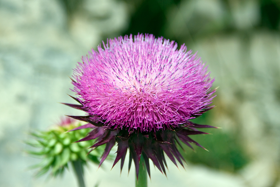 Herbs for your liver