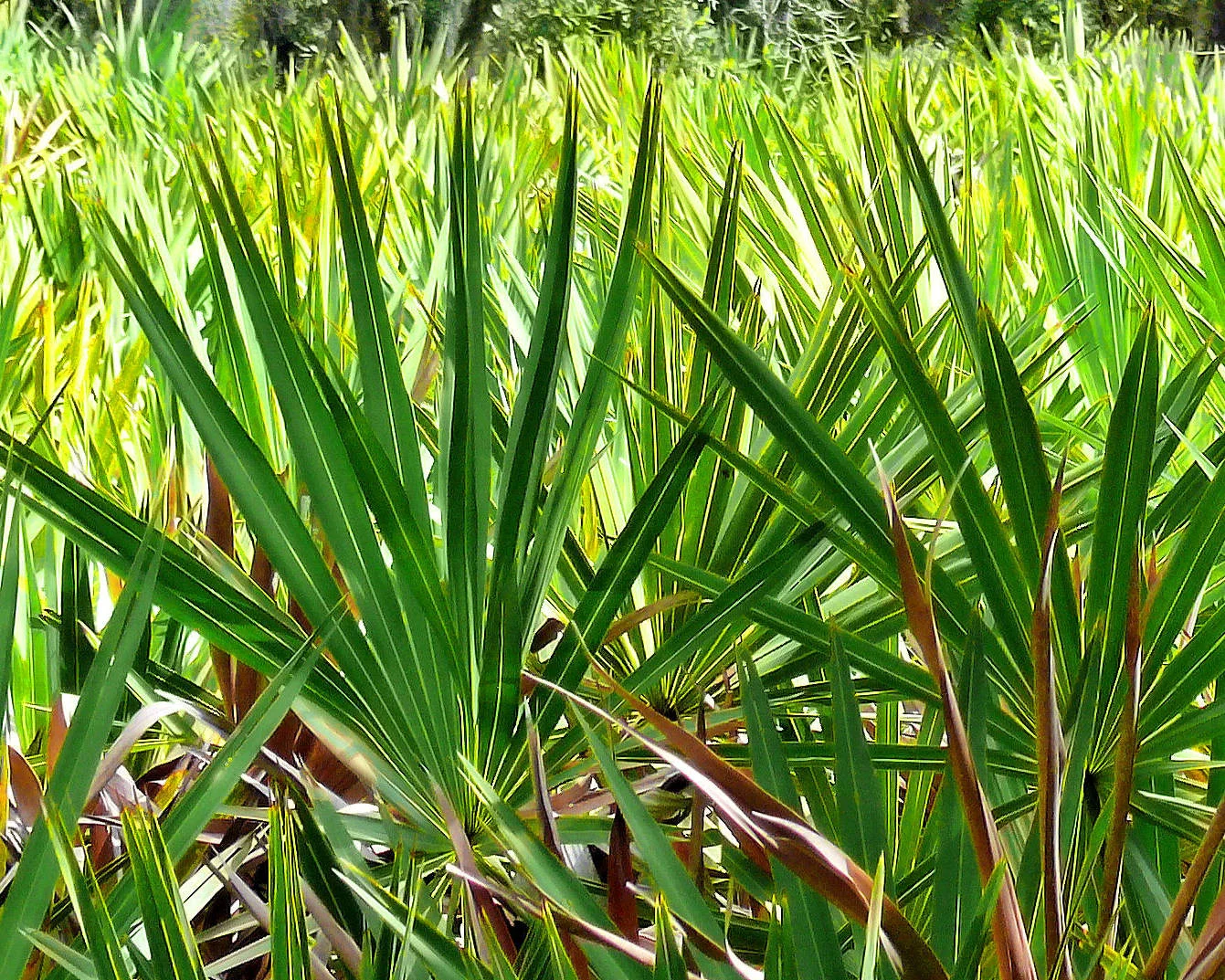 Saw Palmetto and Testosterone Levels