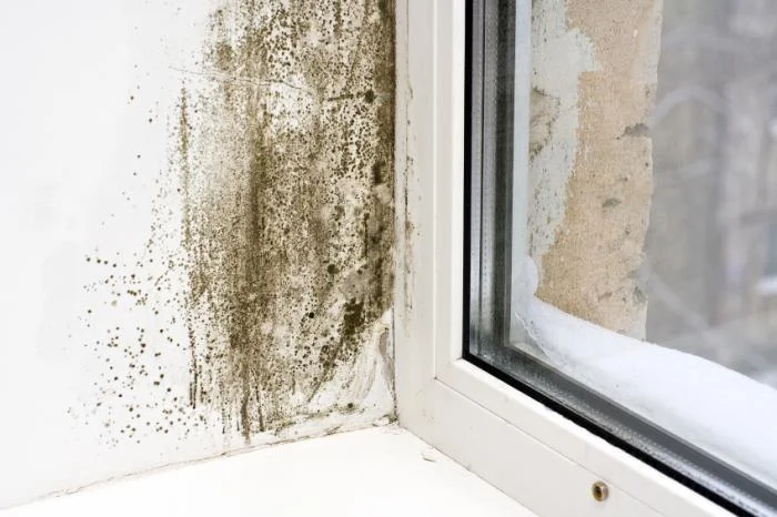 What Household Mold Does to Your Health
