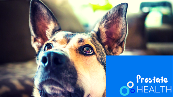 Prostate Cancer Procedure in Dogs Shows Promise