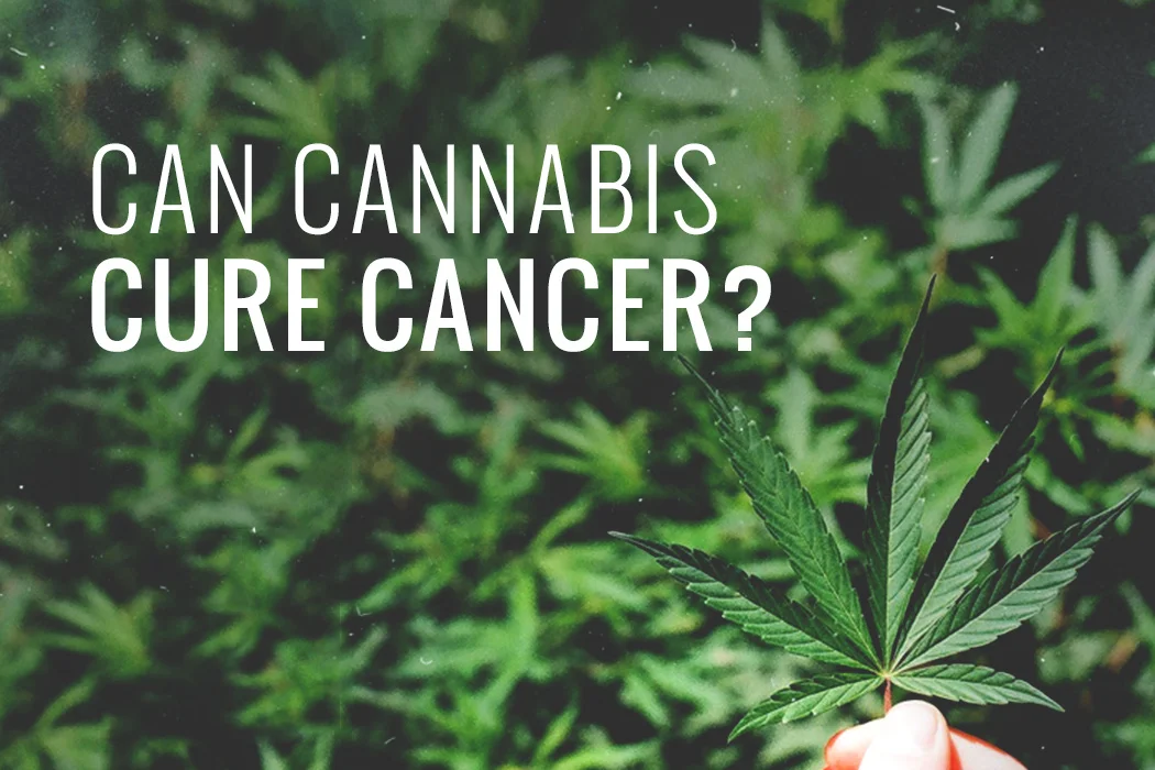 Human Clinical Trial Investigates Cannabis As Brain Cancer Treatment