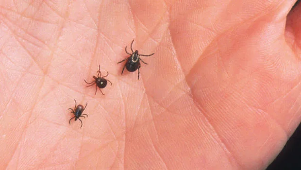 Tick Checks: Prevent Lyme Disease