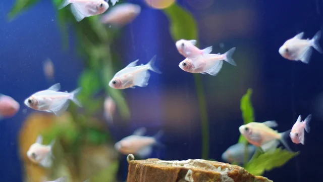 Brain-Eating Amoeba Strikes U.S. Again 