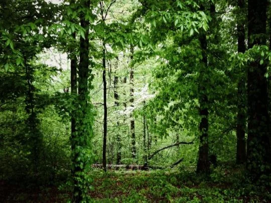 High-Risk Areas for Lyme Disease